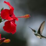 A hummingbird hovers gracefully near a blooming red hibiscus, showcasing nature's delicate beauty.