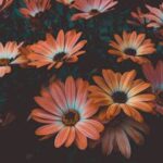 hair near me beauty salon near me beauty salonsbalayage specialist best hairdresser in middletown