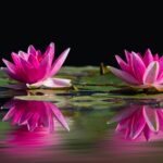 Beautiful pink water lilies reflect on a calm pond against a dark background.